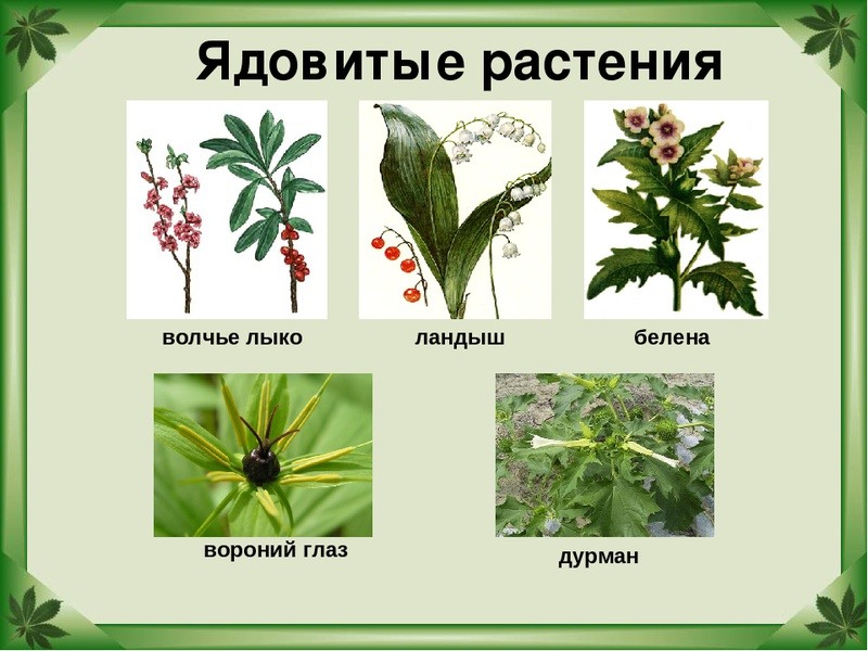 Ядовитые растения калужской области фото с названиями